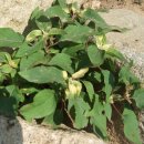 홍원농장 이미지