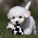 리사앤루이 프리덤 이미지