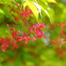 로미지안 치유의 숲 이미지
