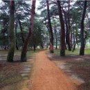 송림톱밥 이미지