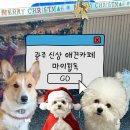 힙독 애견카페 이미지