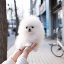 스타일독앤캣 강아지고양이 부천본점 이미지