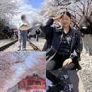 경화역 | 2026 진해 군항제 경화역 벚꽃 길 다녀온 후기