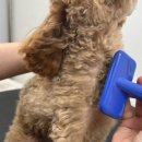 굿댕스쿨 이미지