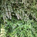 아미덴탈 이미지