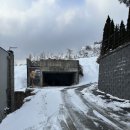 디나우스 이미지