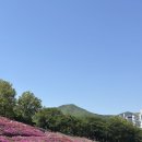 요요연연 | [산본 철쭉동산 만개 실황] 지금 안 가면 후회할 철쭉동산과 산본빵집 요요연연 털고 온 후기