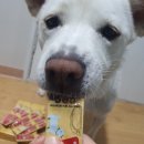 설레개 | &#34;강아지 간식 추천: 설레개 소고기맛, 건강과 기호성을 한번에!&#34;