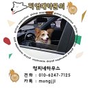 조이 애견 유치원 이미지