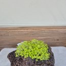 포마이 티스토리
