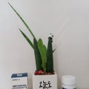 오메가 LAB