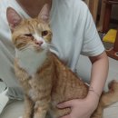 오니비니 | 만성 허피스 고양이 추천‼️ 인터페론 오메가(병원)와 펫에그 비니백 유산균