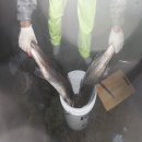 티지코리아 이미지