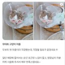 반할고양