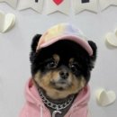 펫미용 네이버블로그