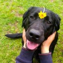 도기헤븐 이미지