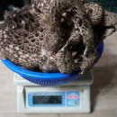 삼척산 능이버섯 1등급 할인 판매 (최상급-강원도 최저가) 이미지