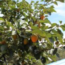 가을농장 이미지