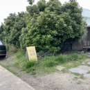 노이민박 | 제주 구좌 건강한 카레 맛집 : 톰톰카레 비건 반반 카레, 치즈톳카레 후기