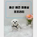 포프리티 | 울산 동구 애견 미용실 추천 배냇 미용 이용후기