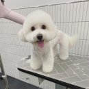 쁘니살롱