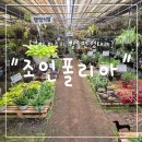 정글비서산 | "경기 파주시" 애견동반 가능한 파주 식물샵! 조인폴리아 방문 후기