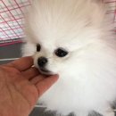 린치텐 이미지
