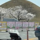 흥무로1(가운데) | 경주 벚꽃축제 대릉원 돌담길 주차 개화 실시간 벚꽃 명소 후기