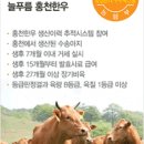홍천한우 이미지