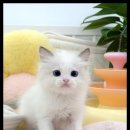 더반려강아지분양고양이분양잠실