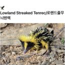 lowland streaked tenrec 이미지