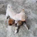 수원시바견