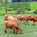 가을목장 이미지