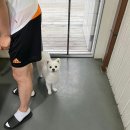 어나더153애견펜션