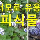 잡초 뽑기 힘드시죠? 여러 모로 유용한 지피식물 / 시골정원 동영상 / 빈카마이너 이미지