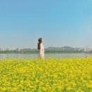 [서울여행] 서울 유채꽃 보러 한강 데이트 갈까? 반포 한강공원 서래섬 유채꽃