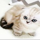 부천강아지분양 고양이분양 24시 데려가개 부천점 이미지