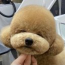 머즐(Muzzle) | [동탄 애견미용] 머즐(Muzzle): 주차장부터 신나서 달려가는 곳! 습진 케어와 빵질감 가위컷