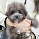 멍스타 김포강아지 분양 이미지