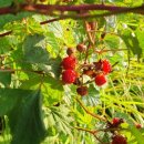 기덕농장 이미지