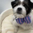 몽글펫살롱 이미지