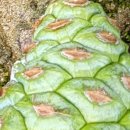 뿔난강아지 이미지