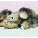 은아농장 이미지