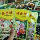 [다이음] 행복이 꽃피는 원예활동 | 꽃씨 심기 집에서 원예활동하기 봄에 피는 꽃 꽃말 피는 시기