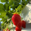 대저유치원 | 경주 키즈베리딸기체험/ 올해 딸기 체험 오픈 기다리며/ 작년 딸기 체험 내돈내산 후기