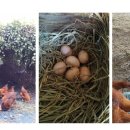 예우농장 이미지