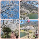 동구리 호수공원 | 화순 동구리 호수공원(만연저수지) 벚꽃 만개 시기 🌸 4월 광주 근교 강아지와 피크닉 산책