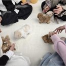 부산강아지분양 유독 이미지