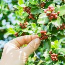 커피(coffee)란 이미지