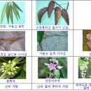 Re 하수오와 박주가리 구별법 이미지